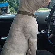 Trouble is registered to the contest to win money with this photo: dog, white_dog, sitting, car_interior, passenger_seat, collar, window, trees, blue_sky, daytime, calm, looking_out, vehicle, seat, side_view, nature_outside, canine, pet, domestic_animal, animal