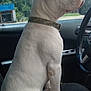 dog, white_dog, sitting, car_interior, passenger_seat, collar, window, trees, blue_sky, daytime, calm, looking_out, vehicle, seat, side_view, nature_outside, canine, pet, domestic_animal, animal