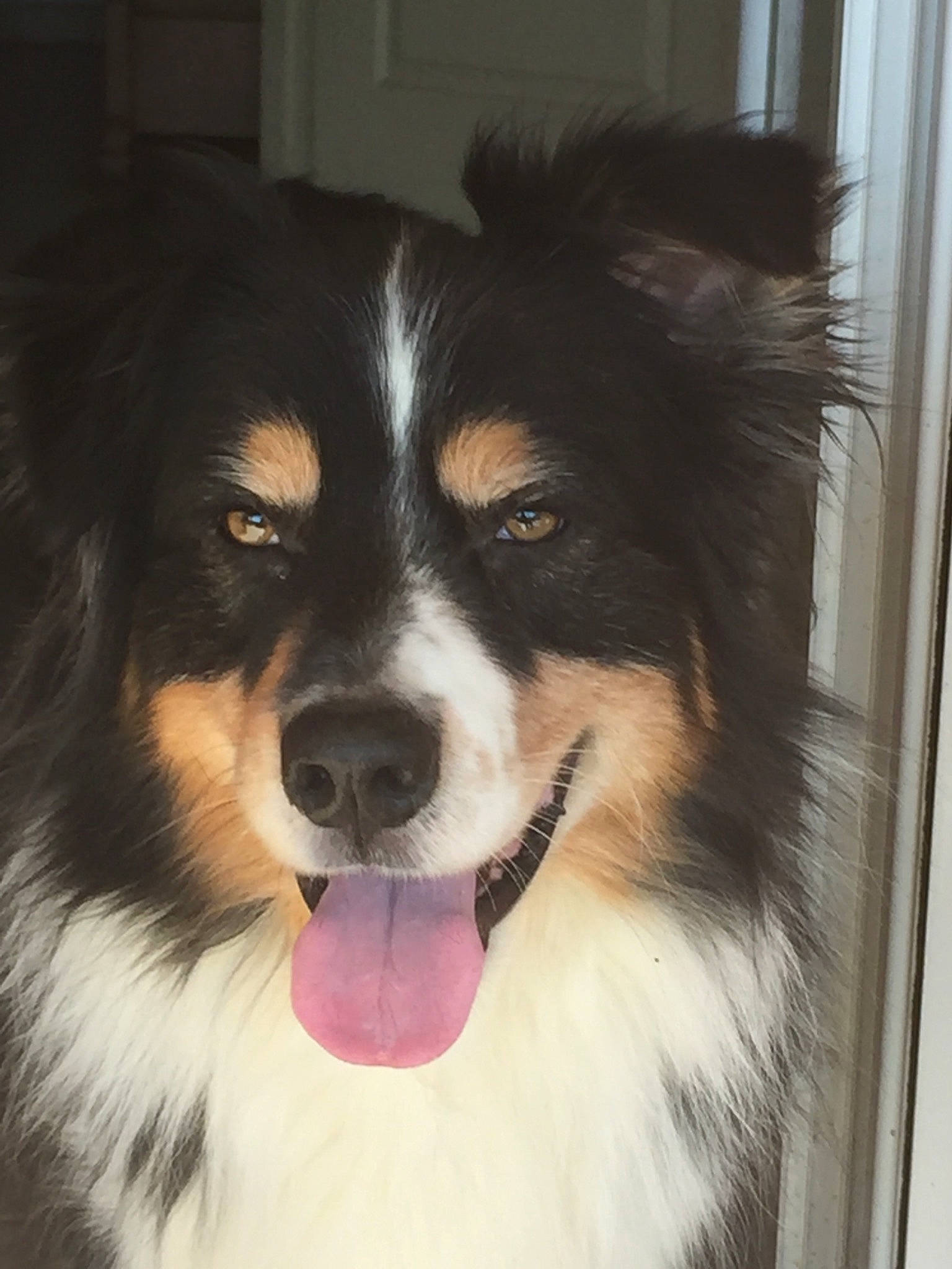 Mikado participe au concours pour gagner de l'argent avec cette photo : ancient_dog_breeds, australian_shepherd, border_collie, canidae, carnivore, companion_dog, dog, dog_breed, door, fur, herding_dog, plant, snout, sporting_group, whiskers, working_animal, working_dog