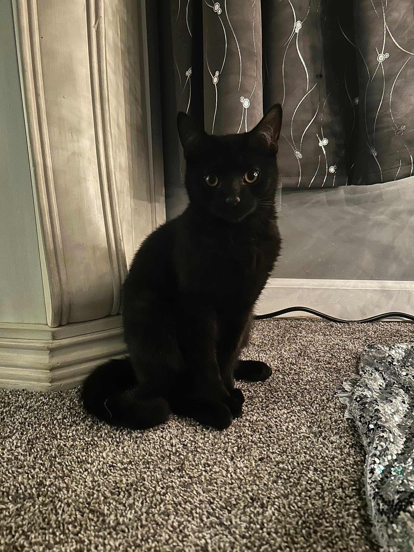Binx is registered to the contest to win money with this photo: cat, black_cat, kitten, pet, indoor, carpet, curtains, sequin, furniture, baseboard, tail, paws, fur, whiskers, eyes, portrait, sitting, shadow, cozy, home_decor