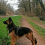 Belle a rejoint le concours — aidez-le/la à gagner de superbes lots ! dog, german_shepherd, pet, harness, dirt_path, grass, trees, forest, canal, outdoors, standing, profile_view, brown_black_fur, loyal, nature, walking_trail, muddy, ears_up, long_tail, calm
