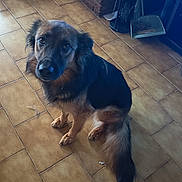 Belle a rejoint le concours — aidez-le/la à gagner de superbes lots ! dog, pet, indoor, tile_floor, brown_fur, black_fur, tail, paws, eyes, muzzle, fur, sitting, looking_up, home_interior, floor_tiles, cables, shelf, curious, portrait, cute