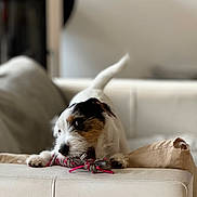 Nestor participe au concours pour gagner de l'argent avec cette photo : animal, black_coat, blurred_background, brown_coat, chewing, couch, cute, dog, domestic_animal, furniture, indoor, paw, pet, playful, puppy, rope_toy, snout, tail, toy, white_coat