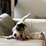 animal, black_coat, blurred_background, brown_coat, chewing, couch, cute, dog, domestic_animal, furniture, indoor, paw, pet, playful, puppy, rope_toy, snout, tail, toy, white_coat
