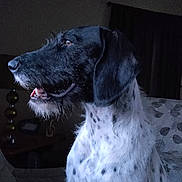 Bentley joined the competition — help win amazing prizes! dog, black_and_white, pet, indoor, portrait, canine, fur, animal, side_view, close_up, domestic_animal, looking_away, spotted, ears, snout, mouth_open, whiskers, furniture, curtain, lamp