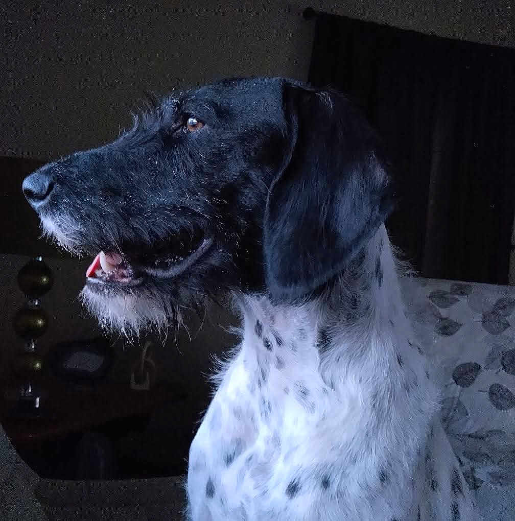 Bentley