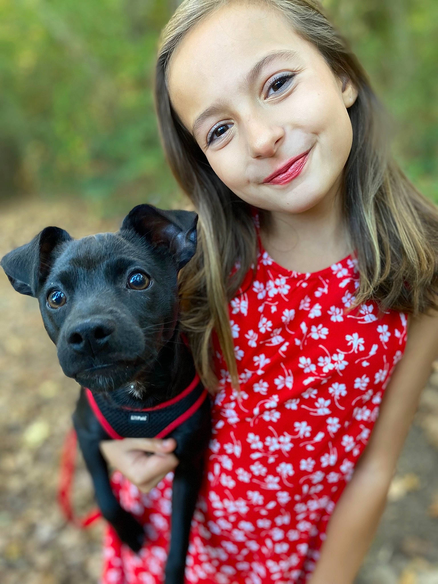 Madelynn joined the competition — help win amazing prizes! brown_hair, carnivore, collar, companion_dog, dog, dog_breed, dog_collar, fashion_accessory, fawn, fun, grass, happy, joy, leash, person, pet_supply, sleeve, smile, snout, sporting_group