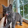 Cookie Bookie is registered to the contest to win money with this photo: kitten, cat, gray_fur, blue_eyes, tongue_out, windowsill, wooden_surface, indoor, window, greenery, playful, cute, pet, animal, feline, young, fur, whiskers, chair, natural_light