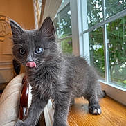 Cookie Bookie joined the competition — help win amazing prizes! kitten, gray_fur, blue_eyes, cat, licking, windowsill, wood, indoor, chair, furniture, pet, animal, cute, young, whiskers, ears, paws, home, daylight, window