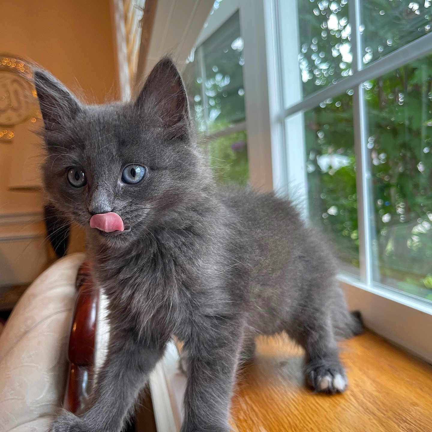 Cookie Bookie joined the competition — help win amazing prizes! kitten, gray_fur, blue_eyes, cat, licking, windowsill, wood, indoor, chair, furniture, pet, animal, cute, young, whiskers, ears, paws, home, daylight, window