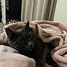 Cookie Bookie is registered to the contest to win money with this photo: cat, gray_cat, pet, animal, blanket, pink_blanket, cozy, indoor, curtains, furniture, relaxing, fur, whiskers, eyes, cute, resting, soft, warm, comfort, bedroom
