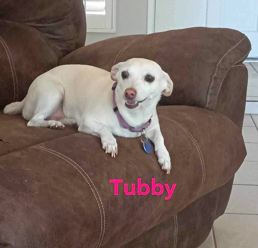 Tubby is registered to the contest to win money with this photo: canidae, carnivore, chair, collar, comfort, companion_dog, couch, dog, dog_breed, dog_collar, dog_supply, fawn, floor, flooring, furniture, hardwood, pet_supply, snout, tail, working_animal