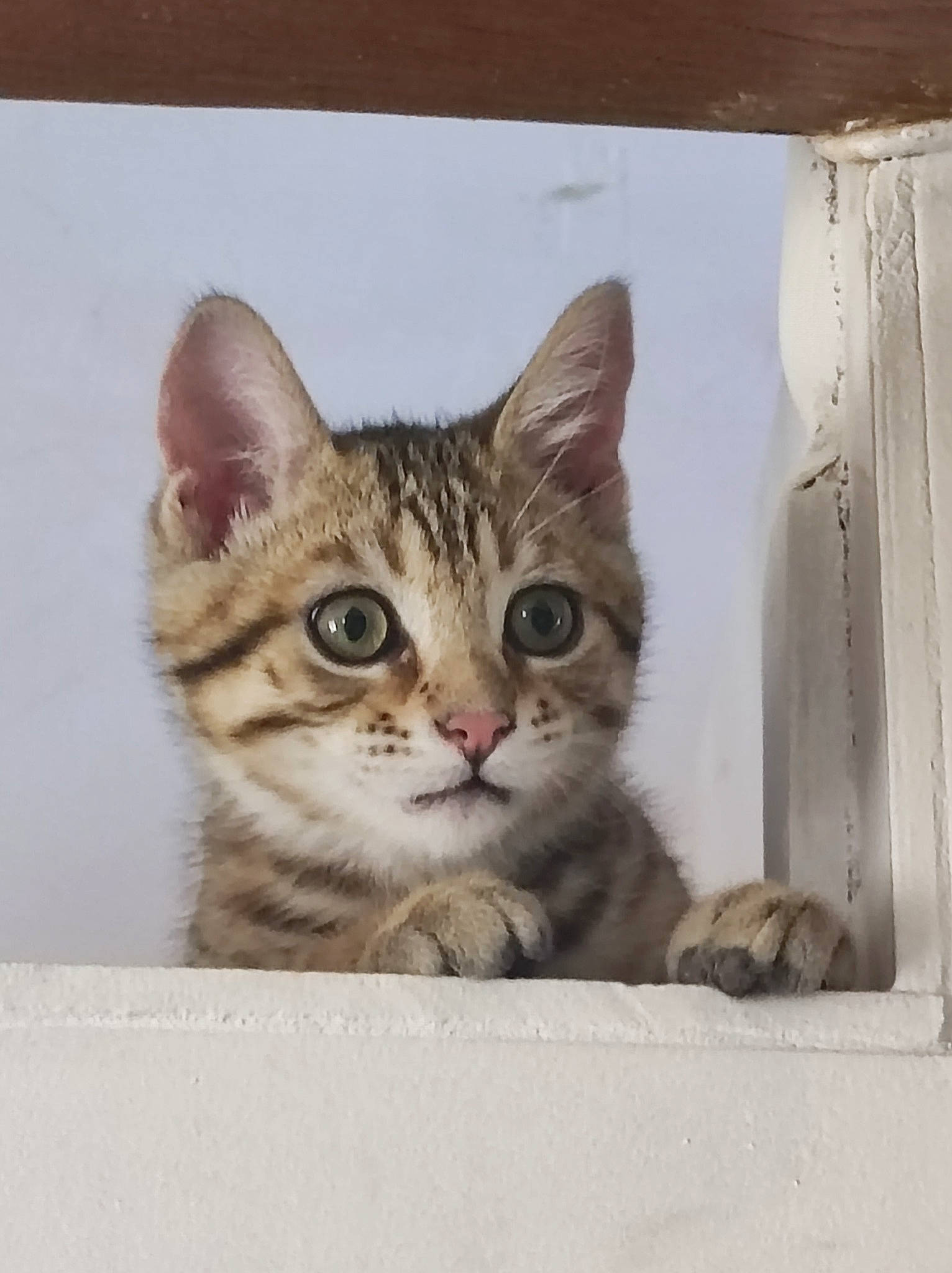 Moumoune a rejoint le concours — aidez-le/la à gagner de superbes lots ! art, box, carnivore, cat, domestic_short_haired_cat, door, felidae, fur, paw, photo_caption, rectangle, small_to_medium_sized_cats, snout, whiskers, window