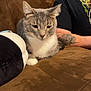 Daisy Mae joined the competition — help win amazing prizes! cat, person, couch, indoor, tattoo, glasses, brown_couch, grey_cat, white_cat, relaxed, pet, feline, animal, home, comfort, seated, casual, portrait, smile, window_blinds