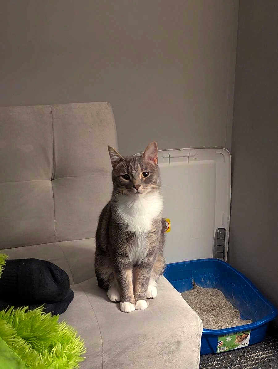 Daisy Mae is registered to the contest to win money with this photo: cat, gray_cat, white_paws, sitting, couch, indoor, litter_box, pet, animal, feline, fur, looking, calm, neutral_background, home, cozy, furniture, domestic, clean, resting