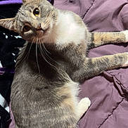 Daisy Mae joined the competition — help win amazing prizes! cat, gray_cat, white_paws, white_chest, curious, pet, indoor, blanket, purple_blanket, fur, whiskers, tail, relaxed, lying_down, domestic_cat, cozy, bed, soft, animal, cute