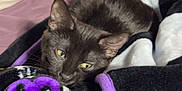 Jinx is registered to the contest to win money with this photo: cat, black_cat, blanket, purple, bed, cozy, pet, animal, feline, resting, soft, indoors, cute, fur, sleepy, comfort, domestic_animal, close_up, relaxing, warm
