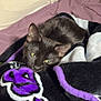 cat, black_cat, blanket, purple, bed, cozy, pet, animal, feline, resting, soft, indoors, cute, fur, sleepy, comfort, domestic_animal, close_up, relaxing, warm
