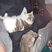 Jinx joined the competition — help win amazing prizes! cat, bed, blanket, feline, indoor, sleeping, resting, pet, fur, animal, comfort, domestic, cozy, black_cat, grey_cat, white_cat, fan, home, relaxation, bedding