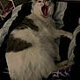 Bella joined the competition — help win amazing prizes! cat, animal, pet, feline, yawning, white, gray, fur, bed, blanket, indoor, cozy, resting, cute, whiskers, ears, paw, sleepy, relaxed, mammal