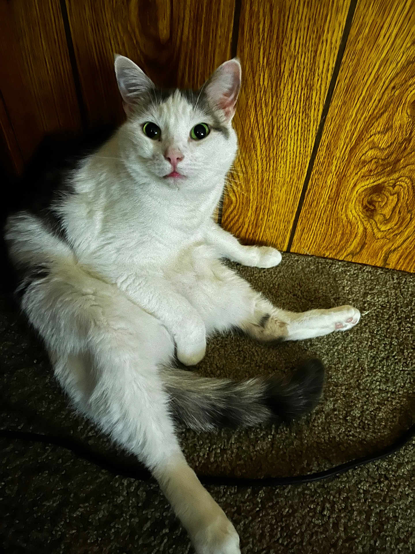 Bella joined the competition — help win amazing prizes! cat, white_cat, gray_cat, indoor, carpet, wood_paneling, pet, animal, feline, fur, cute, relaxed, resting, lying_down, paw, tail, curious, looking_at_camera, domestic_cat, close_up