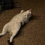Bella is registered to the contest to win money with this photo: cat, fluffy, carpet, lying_down, pet, indoor, white_cat, curious, raised_paws, tail, black_backpack, home, cozy, feline, relaxed, cute, animal, resting, domestic, playful