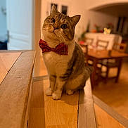 Snow a rejoint le concours — aidez-le/la à gagner de superbes lots ! animal, blurred_background, bow_tie, cat, chair, cozy, curious, cute, domestic_animal, feline, floor, home, indoor, pet, portrait, sitting, table, tilted_head, warm_lighting, wooden_floor