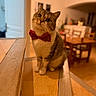 animal, blurred_background, bow_tie, cat, chair, cozy, curious, cute, domestic_animal, feline, floor, home, indoor, pet, portrait, sitting, table, tilted_head, warm_lighting, wooden_floor