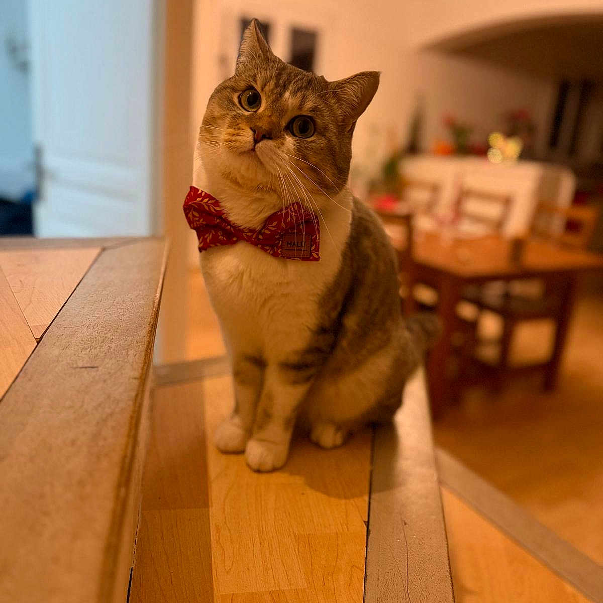 Snow a rejoint le concours — aidez-le/la à gagner de superbes lots ! animal, blurred_background, bow_tie, cat, chair, cozy, curious, cute, domestic_animal, feline, floor, home, indoor, pet, portrait, sitting, table, tilted_head, warm_lighting, wooden_floor