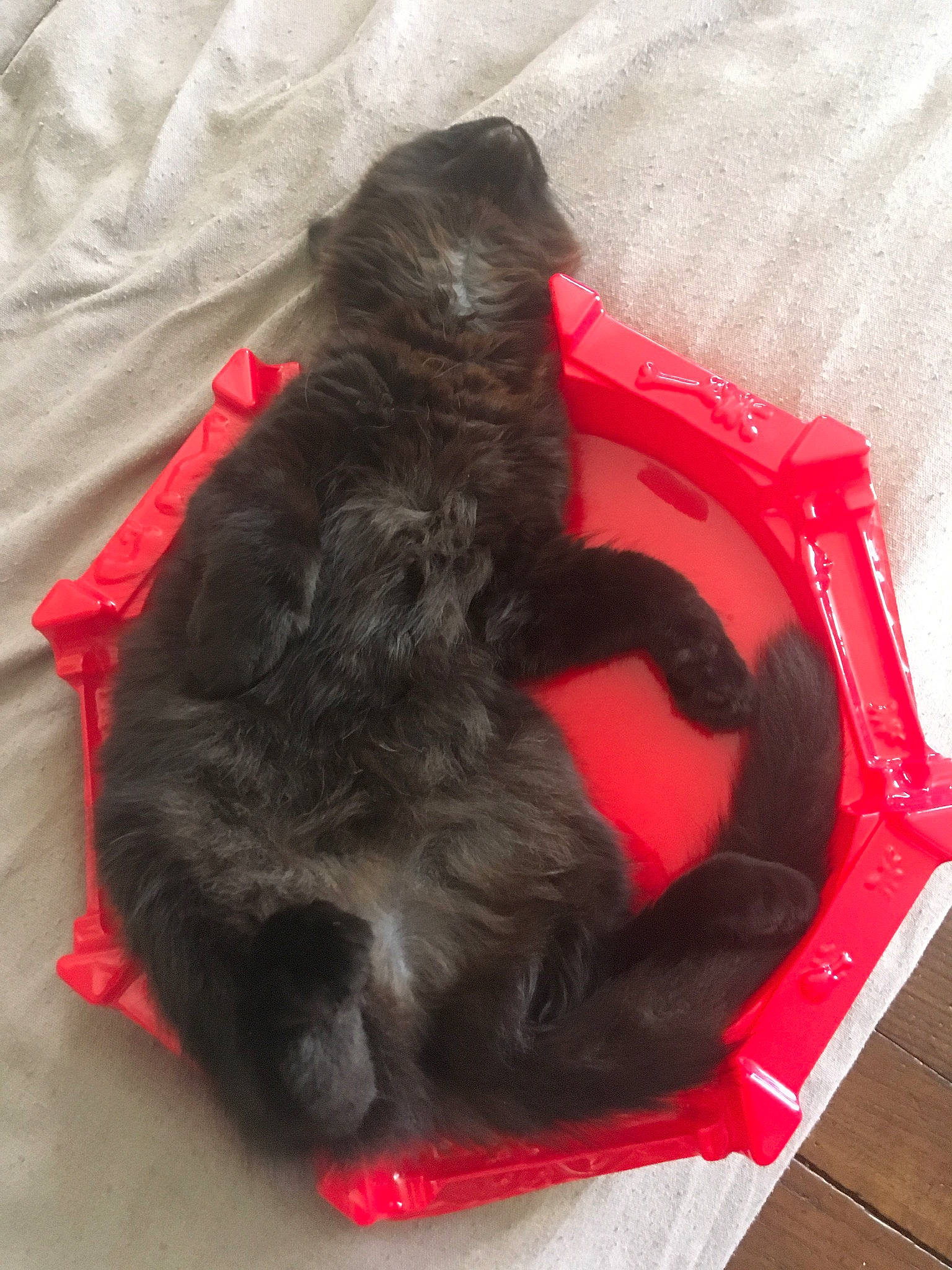 Pearl participe au concours pour gagner de l'argent avec cette photo : black_cat, canidae, carnivore, cat, dog, dog_bed, dog_breed, felidae, puppy, small_to_medium_sized_cats, sporting_group, tail