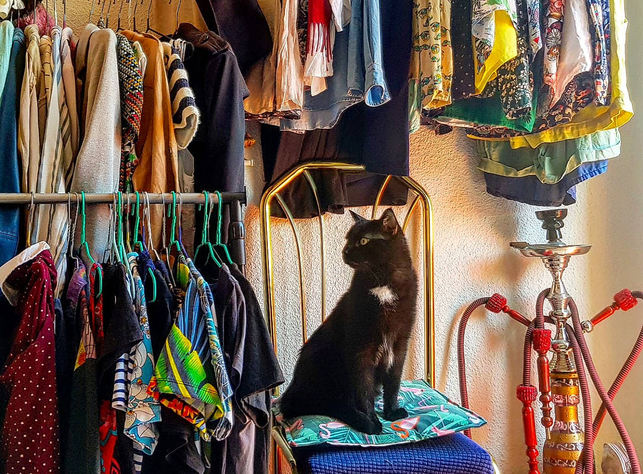 Quimbaya a rejoint le concours — aidez-le/la à gagner de superbes lots ! bag, blue, bombay, carnivore, cat, city, clothes_hanger, fashion_accessory, fashion_design, felidae, human_settlement, light, linens, market, marketplace, retail, room, small_to_medium_sized_cats, textile, whiskers