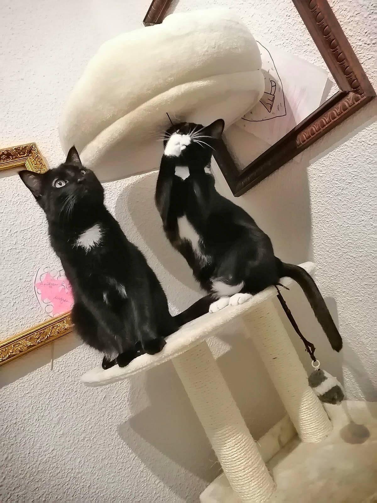 Quimbaya a rejoint le concours — aidez-le/la à gagner de superbes lots ! black_cat, bombay, canidae, carnivore, cat, comfort, domestic_short_haired_cat, felidae, flooring, fur, linens, monochrome_photography, pet_supply, picture_frame, room, shadow, small_to_medium_sized_cats, tail, whiskers, wood