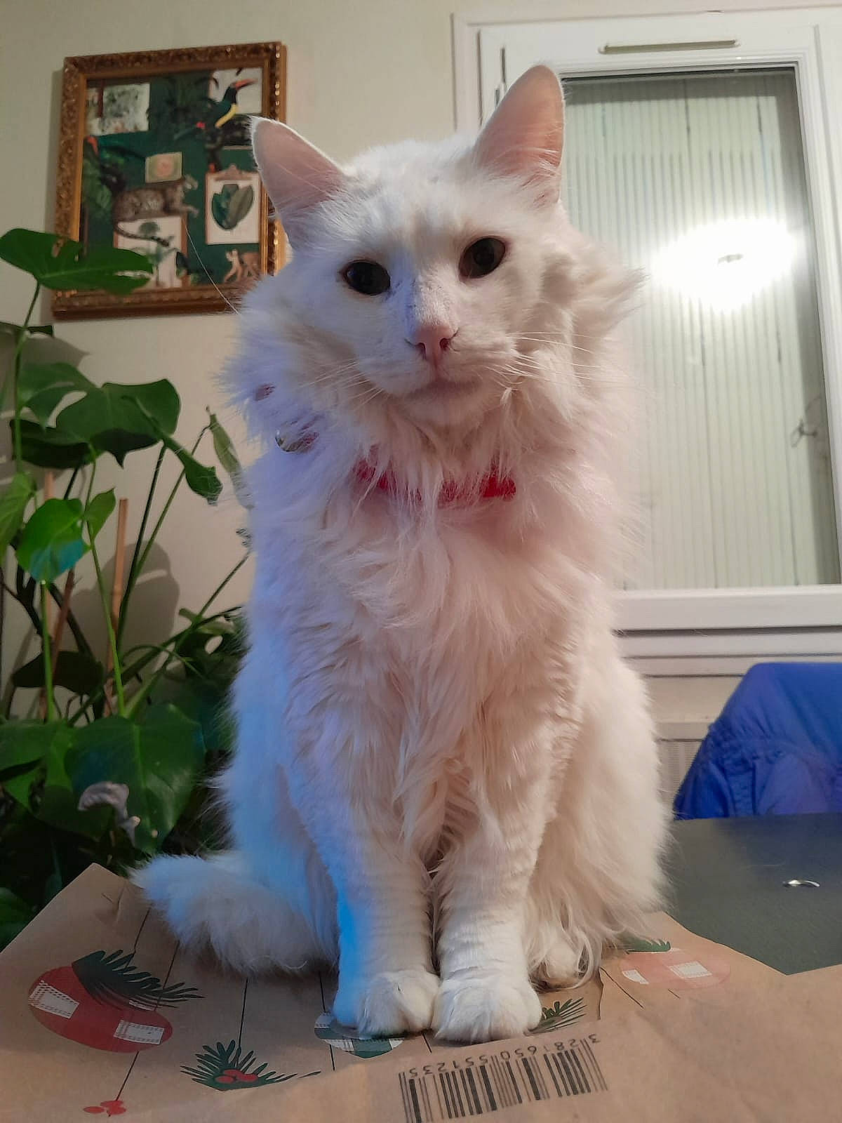 Laska a rejoint le concours — aidez-le/la à gagner de superbes lots ! carnivore, cat, domestic_short_haired_cat, door, fawn, felidae, fur, plant, small_to_medium_sized_cats, snout, tail, whiskers, window