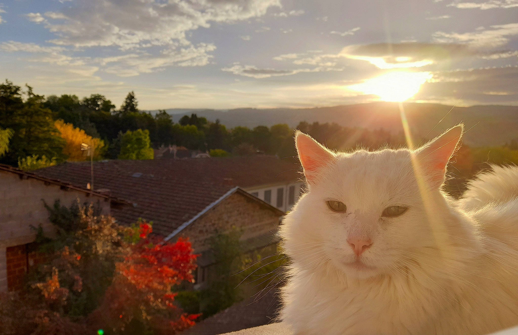 Laska participe au concours pour gagner de l&#x27;argent avec cette photo : carnivore, cat, cloud, felidae, flower, grass, lens_flare, morning, nature, plant, sky, small_to_medium_sized_cats, snout, sunlight, sunrise, sunset, tail, tree, whiskers, window