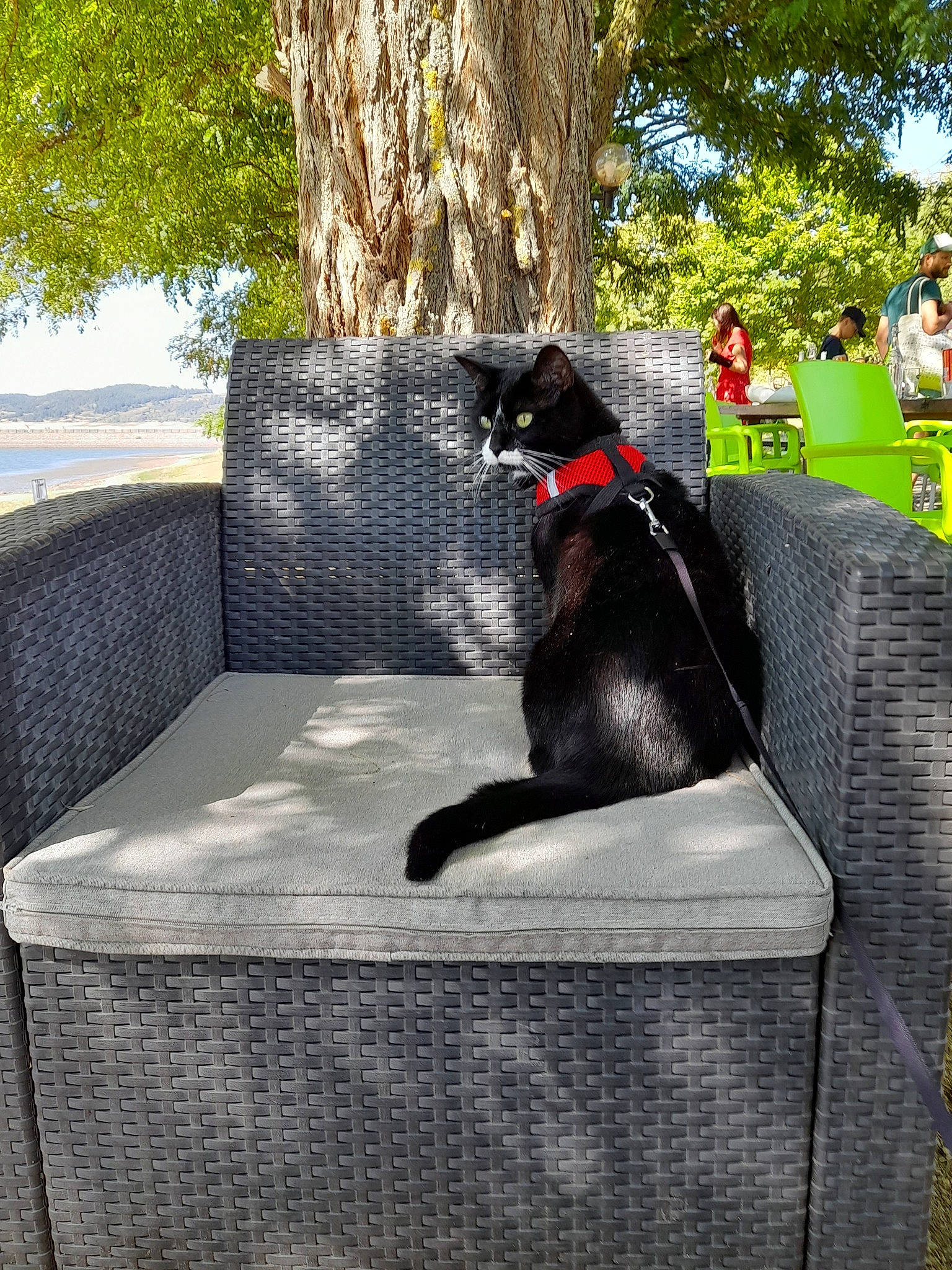 Mía a rejoint le concours — aidez-le/la à gagner de superbes lots ! canidae, carnivore, companion_dog, dog, dog_breed, dog_supply, grass, leisure, outdoor_furniture, outdoor_table, plant, recreation, rectangle, shade, sitting, sporting_group, table, tail, tree, wood