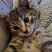 Yuki participe au concours pour gagner de l'argent avec cette photo : kitten, cat, close_up, tabby, feline, young, cute, whiskers, fur, pet, indoors, blanket, cozy, sleepy, animal, small, soft, face, ears, curious