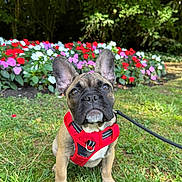 Maïa participe au concours pour gagner de l'argent avec cette photo : dog, french_bulldog, puppy, red_harness, grass, flowers, flower_bed, greenery, outdoor, pet, leash, nature, cute, animal, canine, sitting, young_dog, garden, summer, sunlight