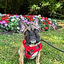 dog, french_bulldog, puppy, red_harness, grass, flowers, flower_bed, greenery, outdoor, pet, leash, nature, cute, animal, canine, sitting, young_dog, garden, summer, sunlight