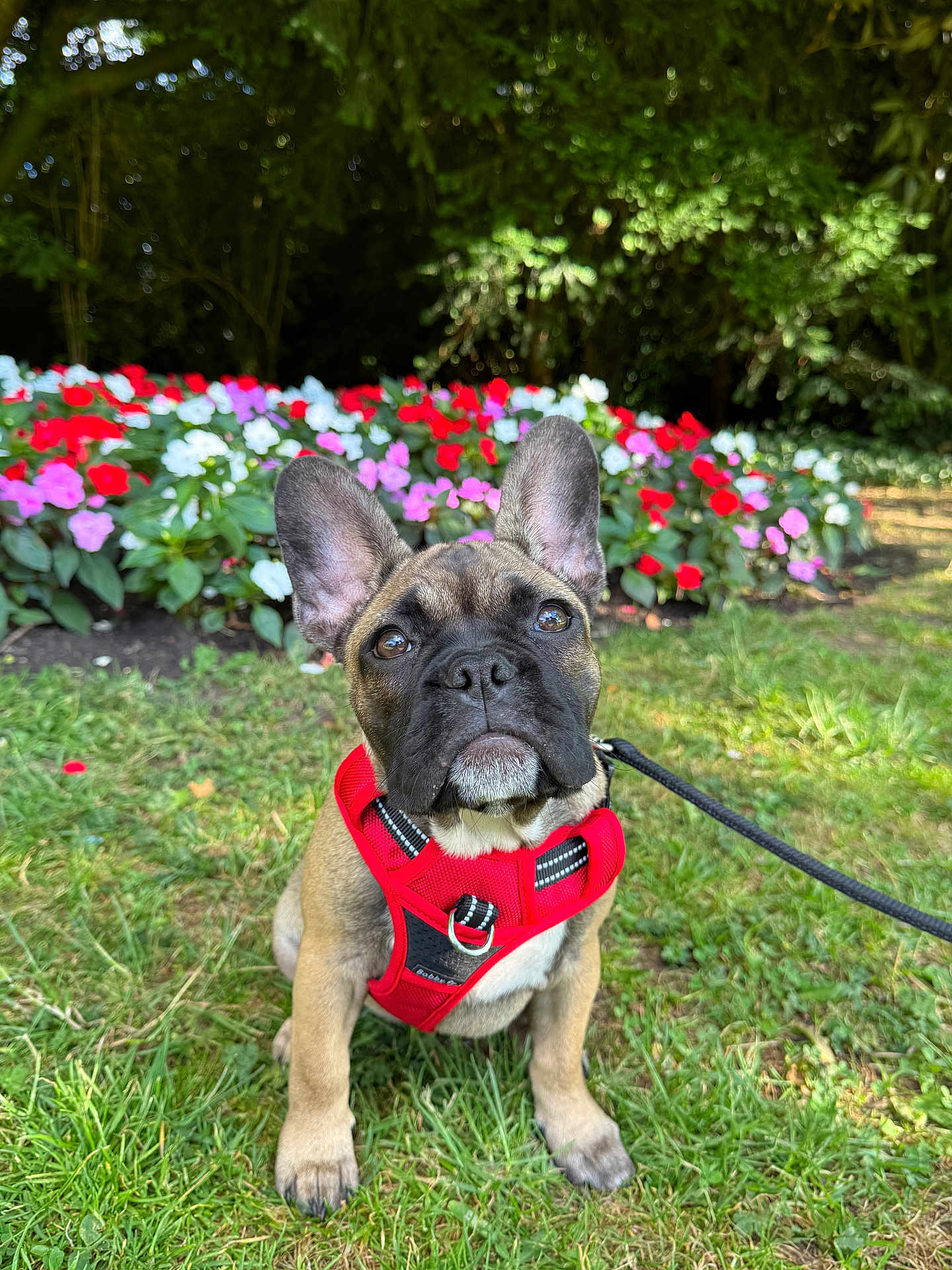 Maïa participe au concours pour gagner de l'argent avec cette photo : dog, french_bulldog, puppy, red_harness, grass, flowers, flower_bed, greenery, outdoor, pet, leash, nature, cute, animal, canine, sitting, young_dog, garden, summer, sunlight