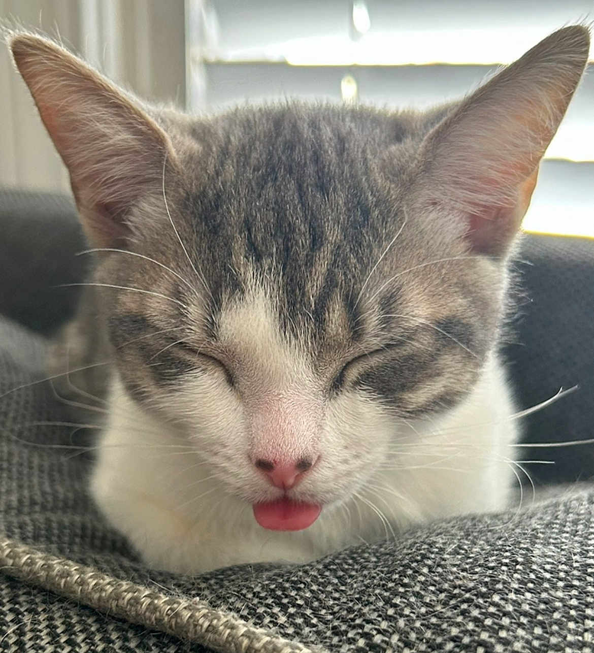 Stella joined the competition — help win amazing prizes! cat, close_up, sleepy, tongue_out, gray_and_white, pet, indoor, resting, feline, cute, whiskers, ears, nose, texture, fabric, window_blinds, natural_light, soft_light, domestic_animal, cozy