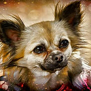 Poppy joined the competition — help win amazing prizes! dog, close_up, portrait, fluffy_fur, small_dog, bokeh, sparkles, magical, cute, animal, pet, ears, nose, whiskers, face, brown_fur, background_blur, soft_lighting, adorable, friendly