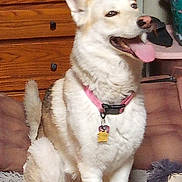 Nala is registered to the contest to win money with this photo: dog, white_dog, sitting, tongue_out, happy, pet, animal, indoors, home, wooden_furniture, dresser, air_conditioner, rug, floor, collar, pink_collar, dog_tag, pointed_ears, fluffy, portrait