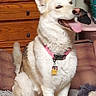 dog, white_dog, sitting, tongue_out, happy, pet, animal, indoors, home, wooden_furniture, dresser, air_conditioner, rug, floor, collar, pink_collar, dog_tag, pointed_ears, fluffy, portrait