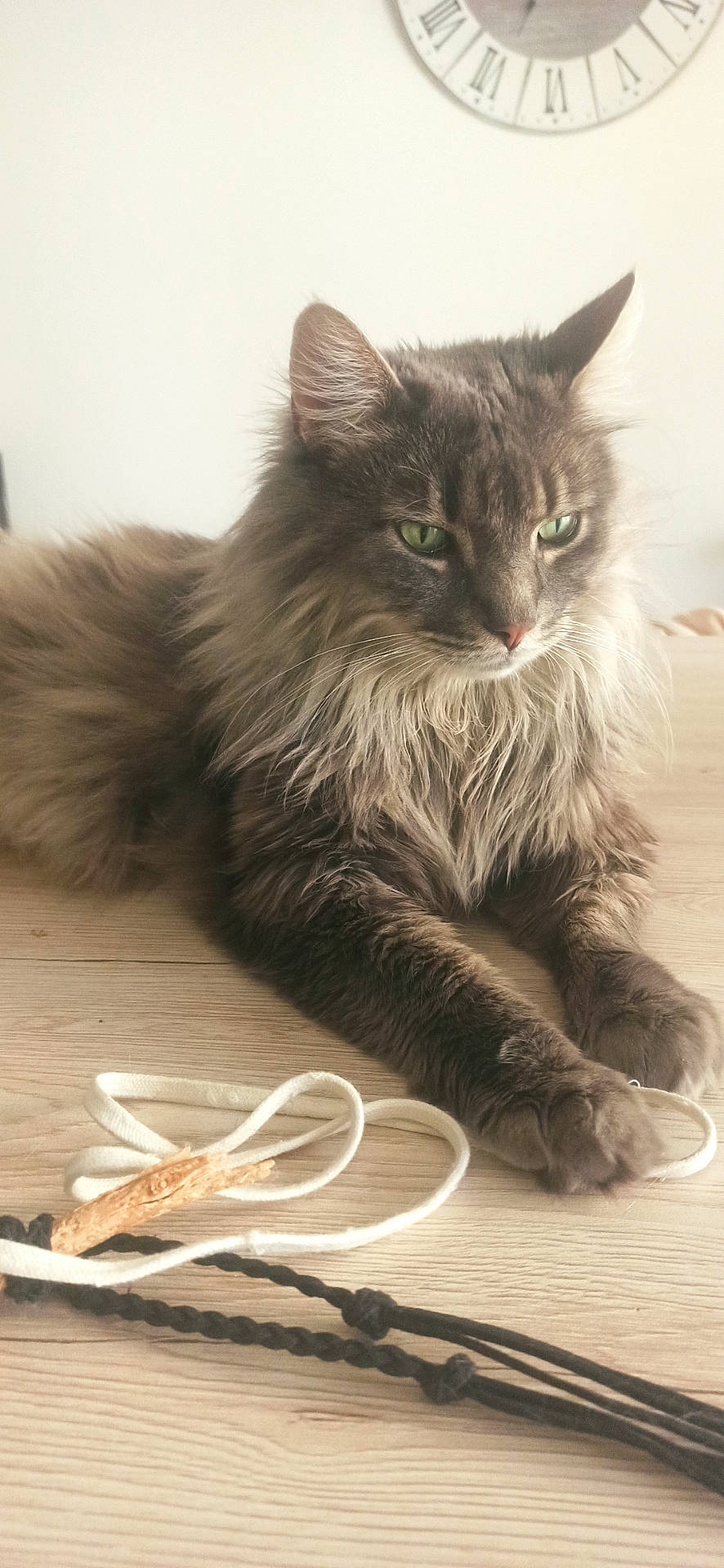 Oscar a rejoint le concours — aidez-le/la à gagner de superbes lots ! abyssinian, accessories, analogclock, angora, animal, cat, clock, formalwear, hardwood, homedecor, indoors, kitten, leash, linen, manx, pet, siamese, strap, tie, wood