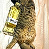 Hazel is registered to the contest to win money with this photo: cat, tabby, fluffy, lying_down, bottle, tequila, el_jimador, blanket, fur, relaxed, pet, animal, cute, sleepy, domestic_cat, indoor, resting, paw, tail, soft