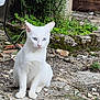 white_cat, cat, blue_eyes, outdoor, stone, greenery, plants, moss, nature, animal, pet, sitting, fur, ears, whiskers, wildlife, closeup, portrait, curious, quiet