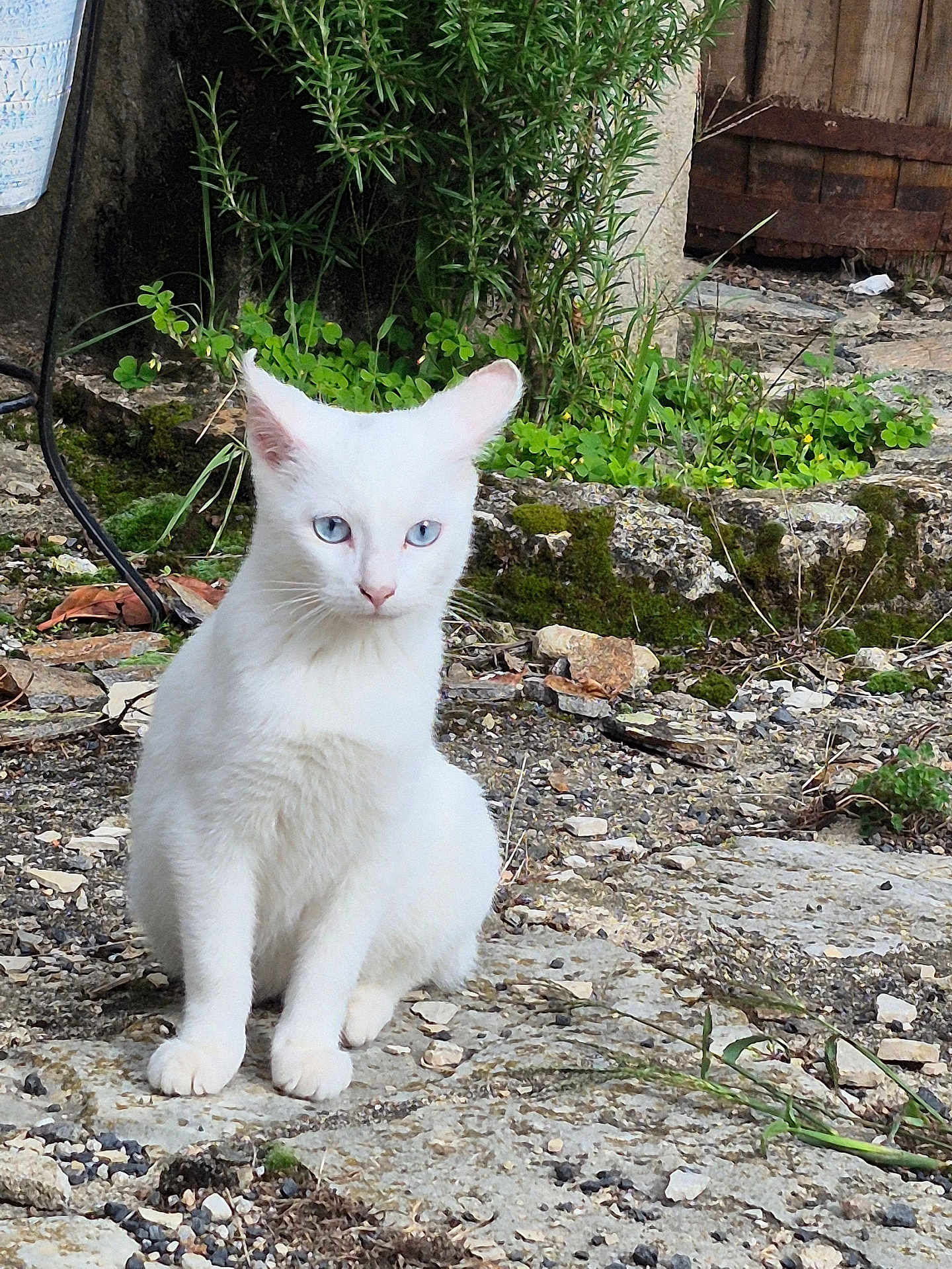 Blanche a rejoint le concours — aidez-le/la à gagner de superbes lots ! white_cat, cat, blue_eyes, outdoor, stone, greenery, plants, moss, nature, animal, pet, sitting, fur, ears, whiskers, wildlife, closeup, portrait, curious, quiet