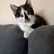 Félix participe au concours pour gagner de l'argent avec cette photo : kitten, cat, black_and_white, pet, indoor, couch, furniture, fur, whiskers, ears, cute, animal, young, portrait, looking, resting, cozy, home, paw, curious
