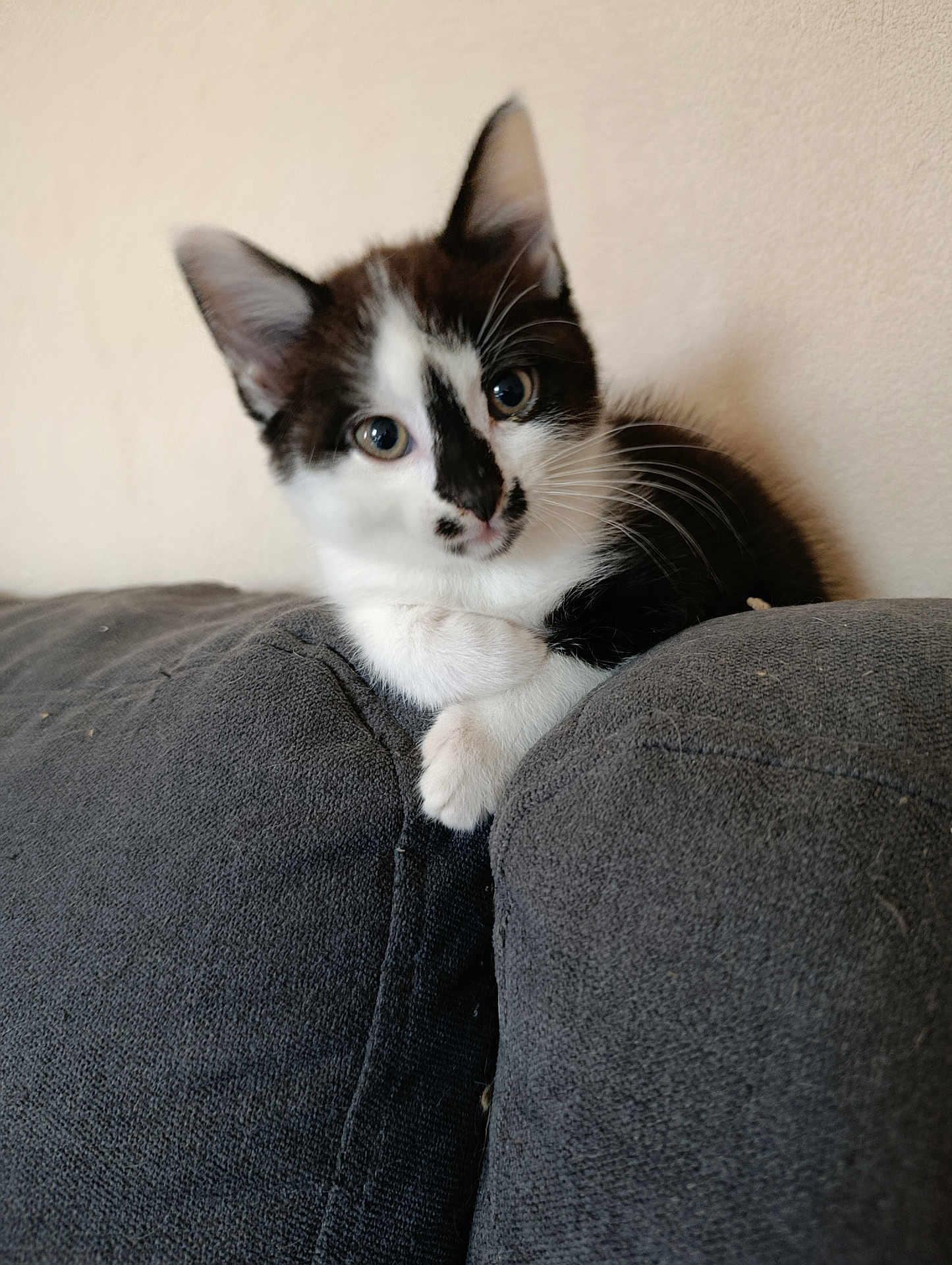 Félix participe au concours pour gagner de l'argent avec cette photo : kitten, cat, black_and_white, pet, indoor, couch, furniture, fur, whiskers, ears, cute, animal, young, portrait, looking, resting, cozy, home, paw, curious
