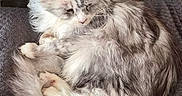 Odyssée participe au concours pour gagner de l'argent avec cette photo : cat, fluffy_cat, gray_cat, white_cat, long_hair, sleeping, curled_up, relaxed, pet, animal, indoors, blanket, cozy, bookshelf, books, candle, home, furniture, portrait, vertical_photo
